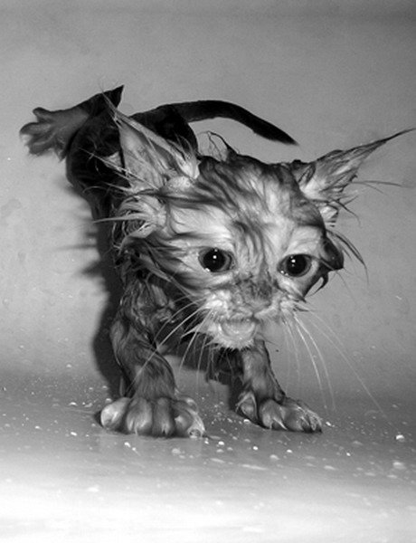 Cat bath 19.jpg