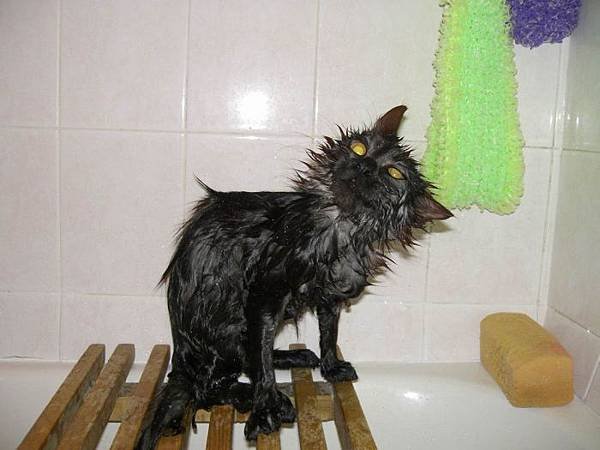 Cat bath 20.jpg