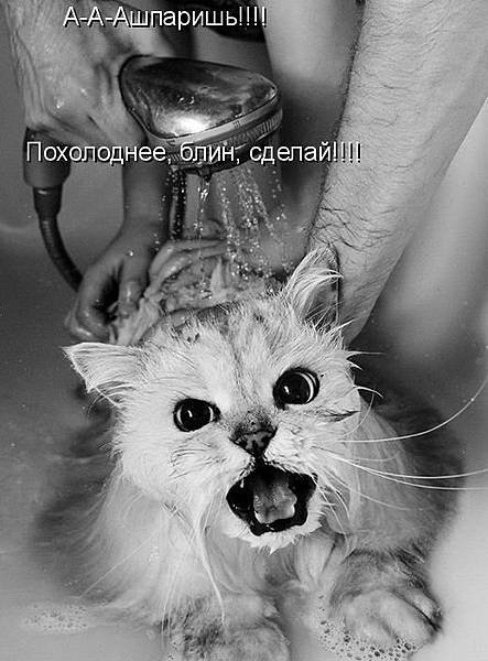 Cat bath 22.jpg