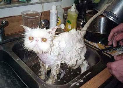 Cat bath 23.jpg