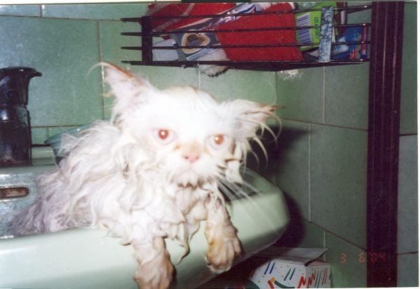 Cat bath 24.jpg