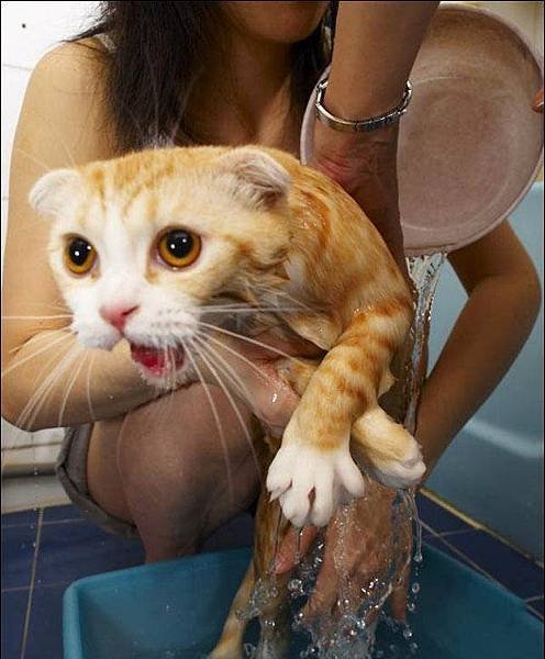 Cat bath 25.jpg