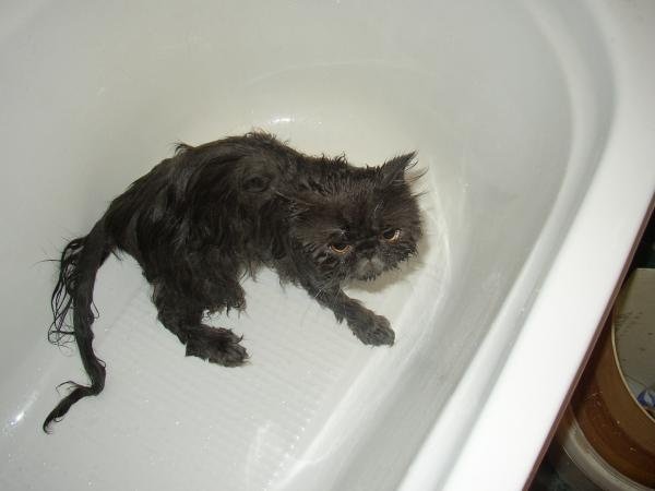 Cat bath 26.jpg