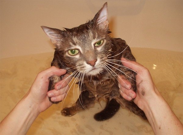 Cat bath 27.jpg