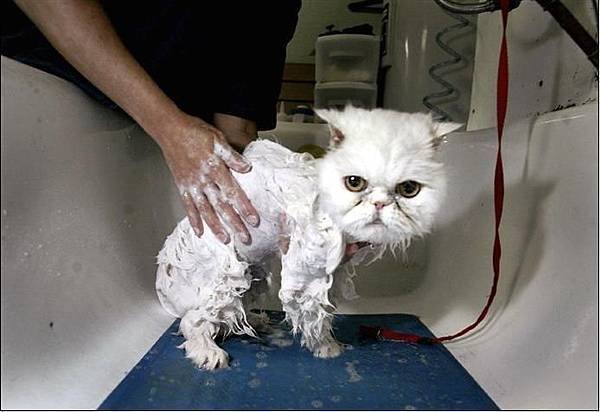 Cat bath 28.jpg