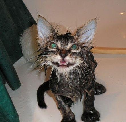 Cat bath 29.jpg