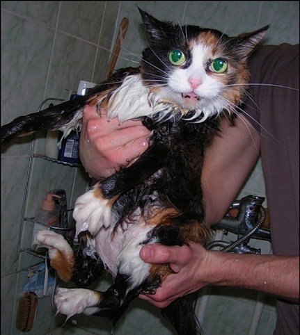 Cat bath 30.jpg