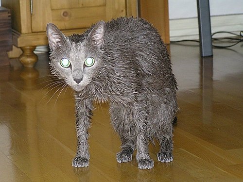 Cat bath 31.jpg