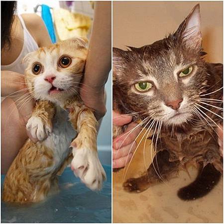 Cat bath.jpg