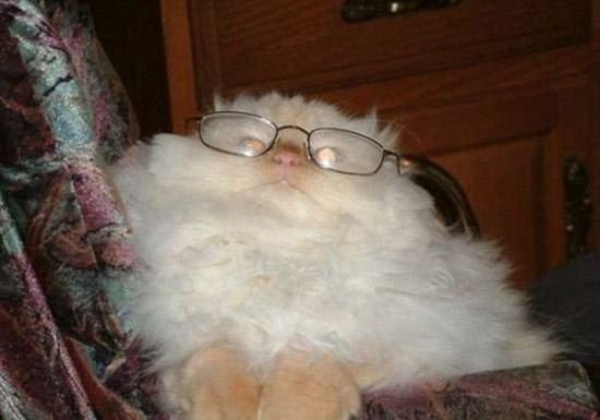 cats-with-glasses-part16-2.jpg