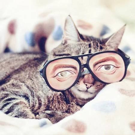 cats-with-glasses-part16-5.jpg