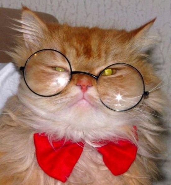 cats-with-glasses-part16-6.jpg