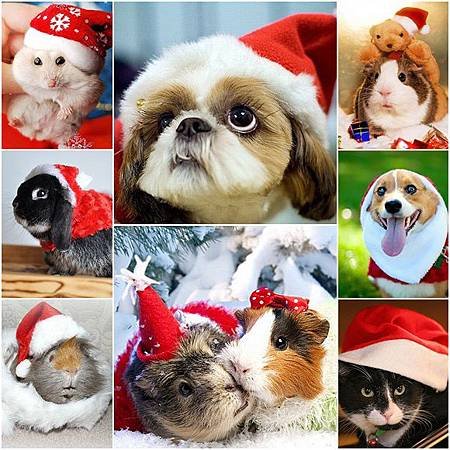 Funny-Christmas-animals30.jpg