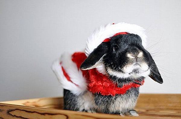 Funny-Christmas-animals30-7.jpg