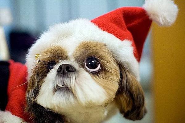 Funny-Christmas-animals30-8.jpg