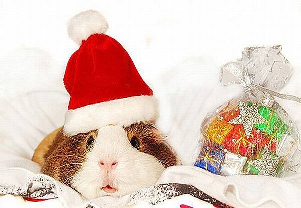 Funny-Christmas-animals30-19.jpg