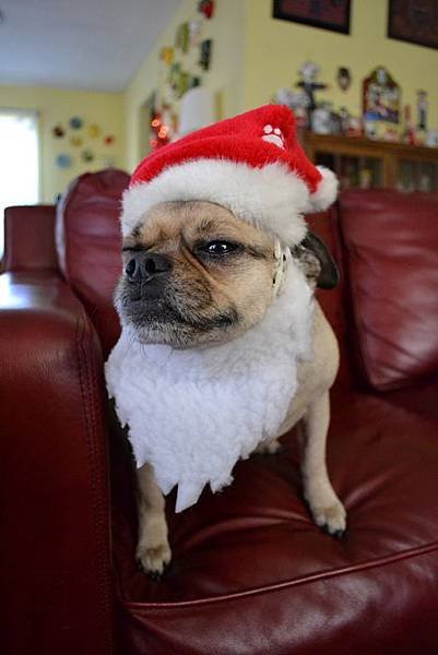 Funny-Christmas-animals30-21.jpg