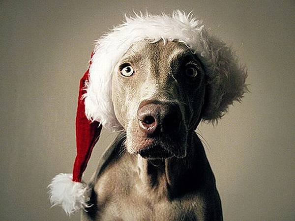 Funny-Christmas-animals30-25.jpg