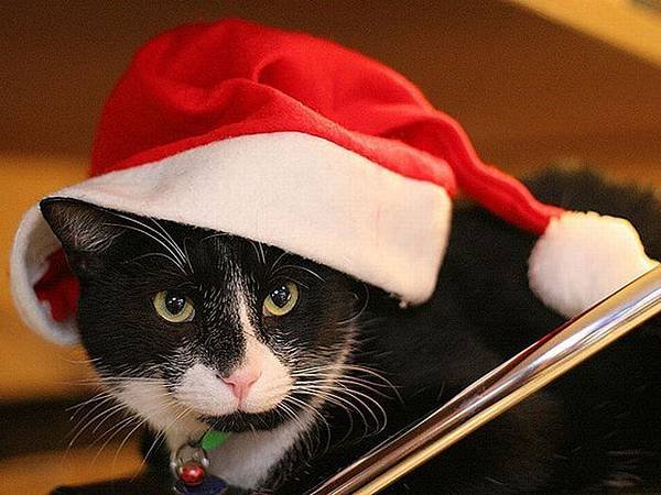 Funny-Christmas-animals30-26.jpg