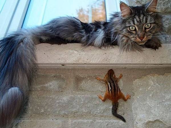 cute-awesome-animal-pics-part33-11.jpg