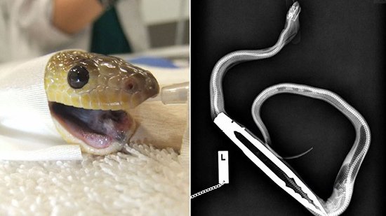 pet-python-surgery-after-swallowing-0.jpg