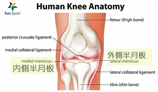 KNEE-700-1.jpg