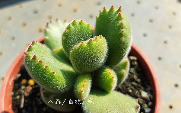熊童子2.jpg