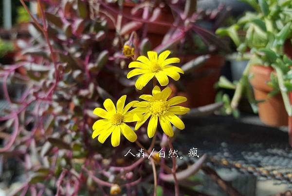 紫弦月-花1.jpg