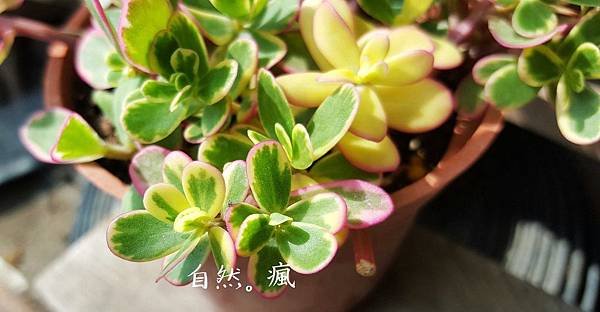 彩虹馬齒.jpg