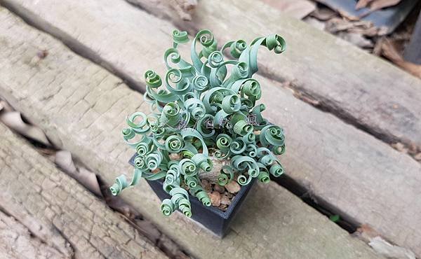 彈簧草2.jpg