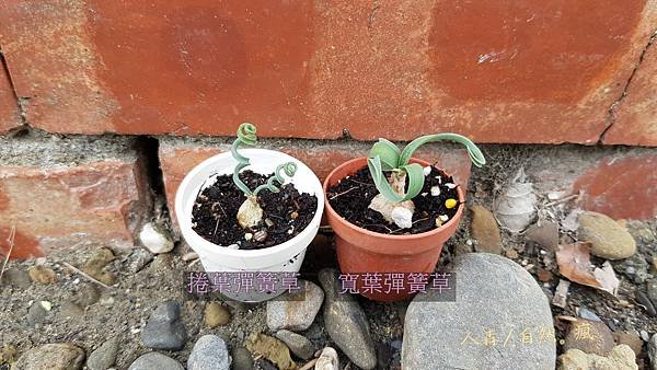 彈簧草6.jpg
