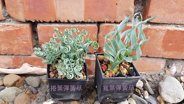 彈簧草5.jpg