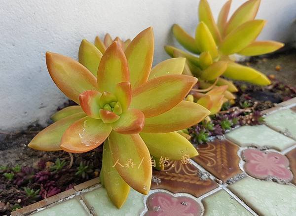 多肉-銘月 Sedum nussbaumerianum