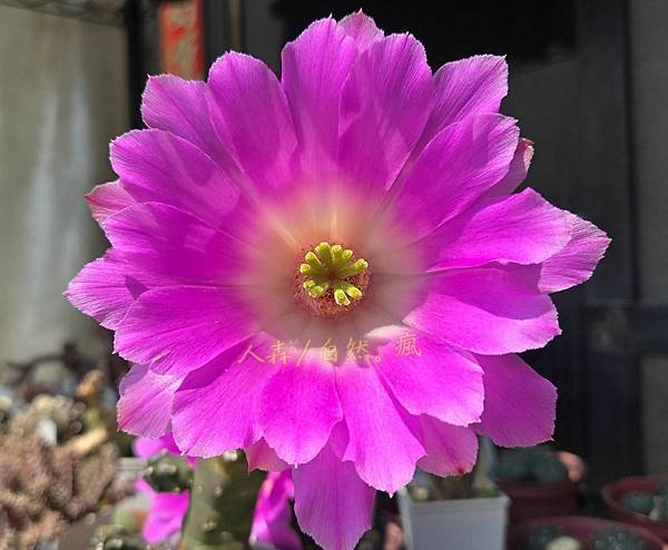無刺美花角 仙人掌