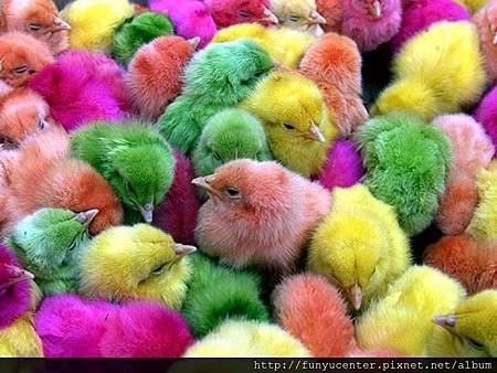 Coloful Little Chickens