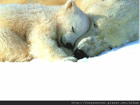 White Polar Bear Sleeping