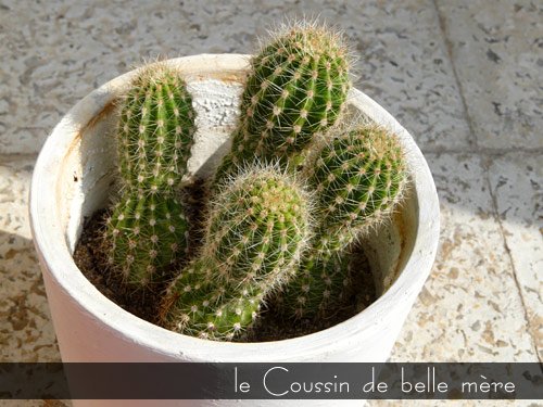 Coussin-de-belle-mere.jpg