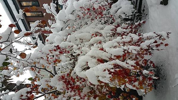 20161107_074351.jpg