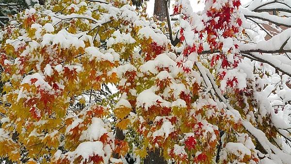 20161107_074431.jpg
