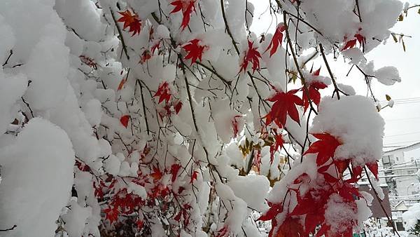 20161107_074707.jpg