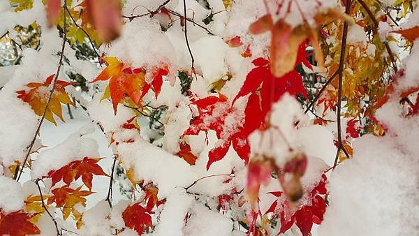 20161107_074720.jpg