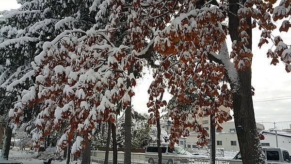20161107_080859.jpg