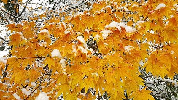 20161107_081503.jpg