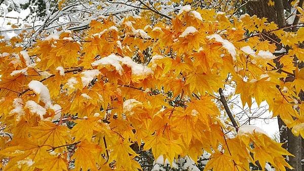 20161107_081506.jpg
