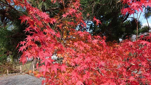 【京都│嵐山】賞楓推薦景點：京都嵐山，人生第一次賞楓去，您要