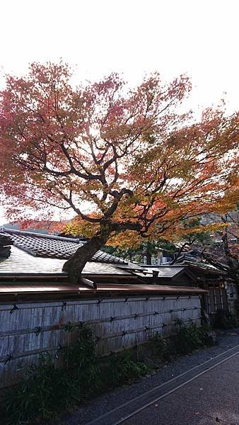 【京都│嵐山】賞楓推薦景點：京都嵐山，人生第一次賞楓去，您要