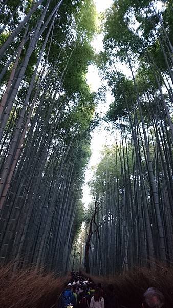 【京都│嵐山】賞楓推薦景點：京都嵐山，人生第一次賞楓去，您要