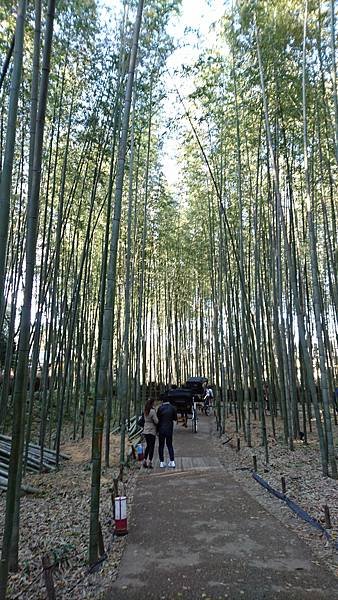 【京都│嵐山】賞楓推薦景點：京都嵐山，人生第一次賞楓去，您要