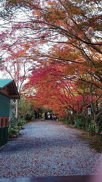 【京都│嵐山】賞楓推薦景點：京都嵐山，人生第一次賞楓去，您要