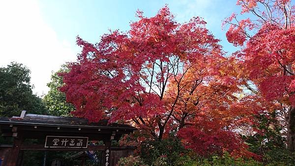 【京都│嵐山】賞楓推薦景點：京都嵐山，人生第一次賞楓去，您要